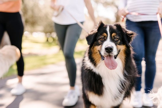 Add some great spots to your list of dog friendly cafes in Adelaide